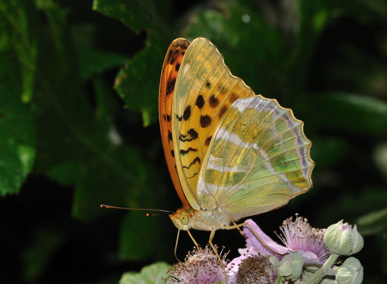 ID Farfalla - Argynnis (Argynnis) paphia